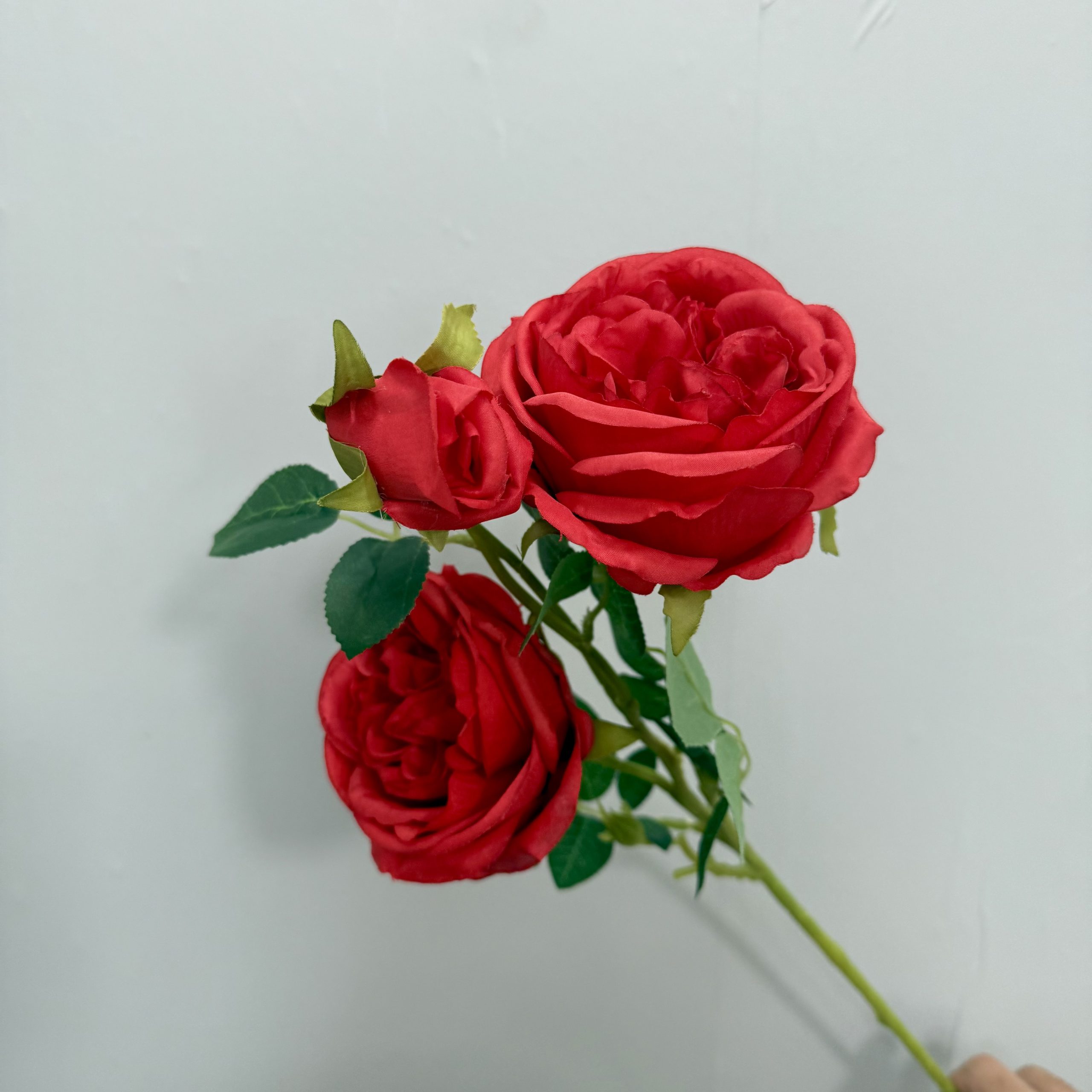 3-head austin rose