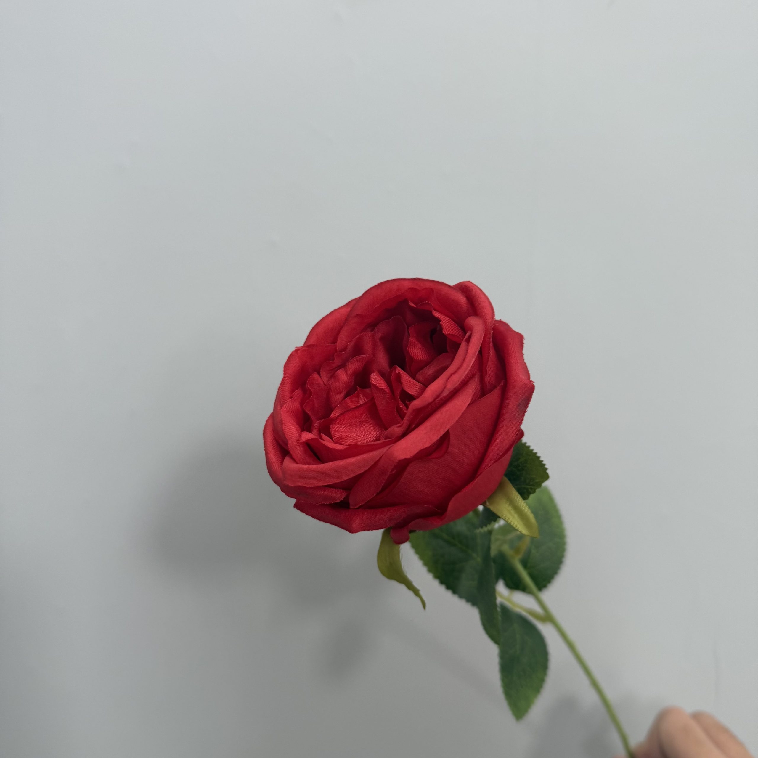 55cm Aritficial Austin Rose Stem Wholesale